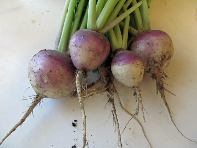 'Purple Top White Globe' Turnips