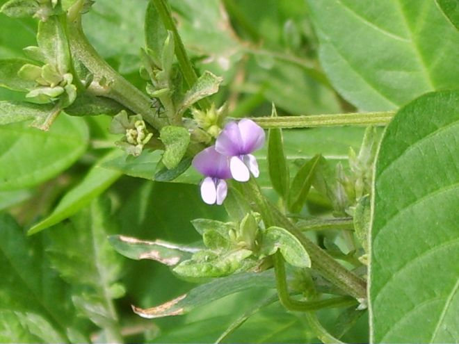 Soybean's wild annual relative, Glycine soja (photo credit: www.eol.org)