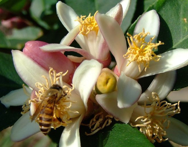 Eastern Asian Honeybee (Apis cerana) on Citrus limonia flowers (photo credit: www.eol.org)