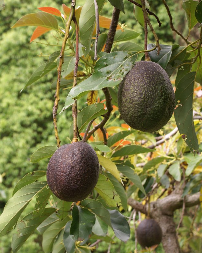 "Modern avocado breeding still depends heavily on open-pollination because of the difficulty associated with making controlled crosses." (photo credit: wikimedia commons)