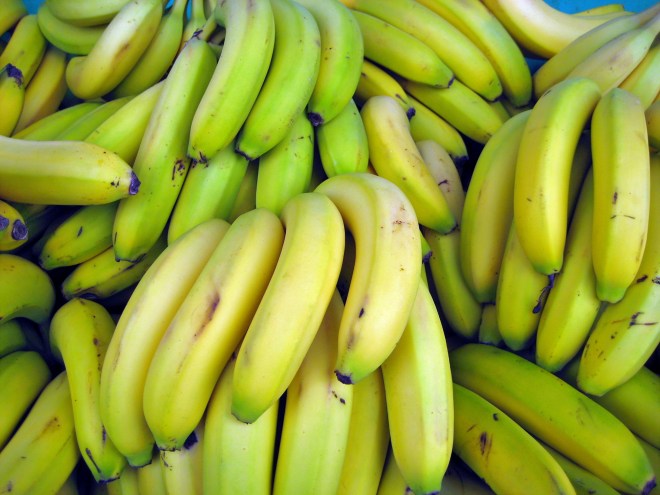 "Despite the remarkable phenotypic and genotypic diversity in bananas," the Cavendish banana is responsible for the "vast majority" of banana production. (photo credit: wikimedia commons)