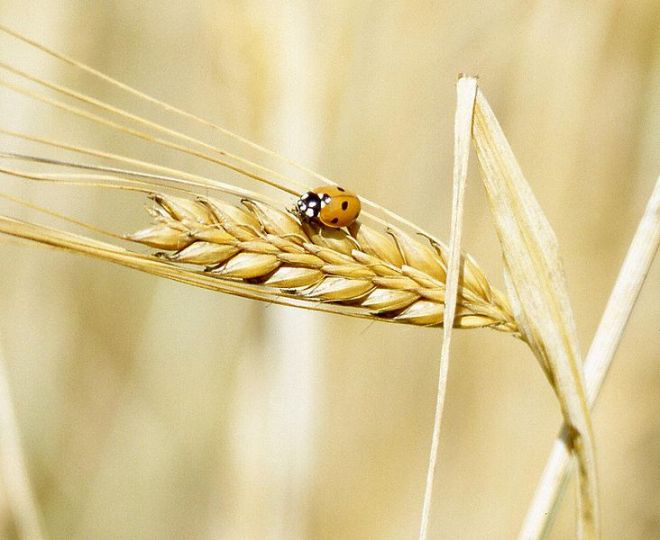 Barley - Hordeum vulgare (photo credit: Wikimedia commons)