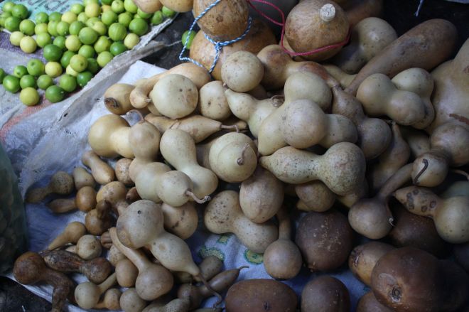 Bottle gourds (Lagenaria sicericia) were possibly the earliest domesticated plant species (photo credit: eol.org)