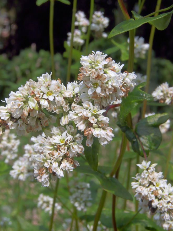 Common Buckwheat, Fagopyrum esculentum (photo credit: Wikimedia commons)
