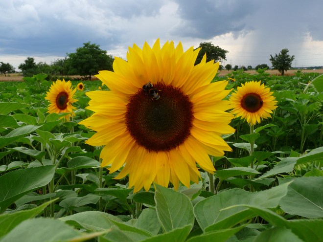 Common Sunflower, Helianthus annuus (photo credit: Wikimedia commons)
