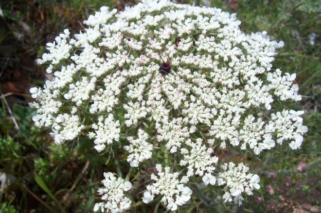 Flowers of Daucus carota (photo credit: www.eol.org)