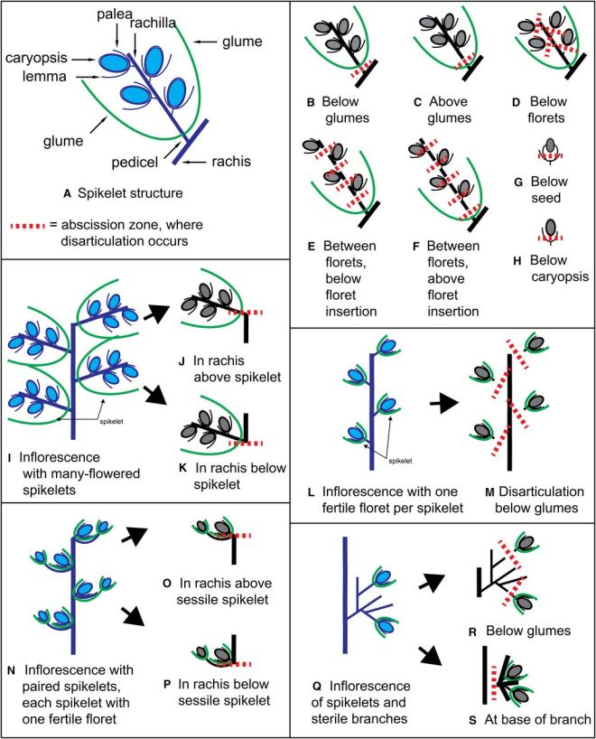 Image Credit: American Journal of Botany
