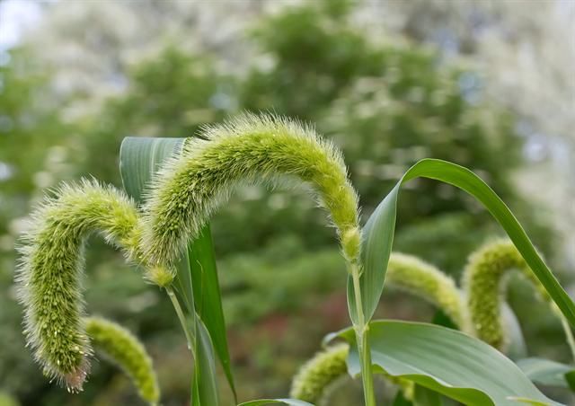 Foxtail millet, Setaria italic (photo credit: www.eol.org)