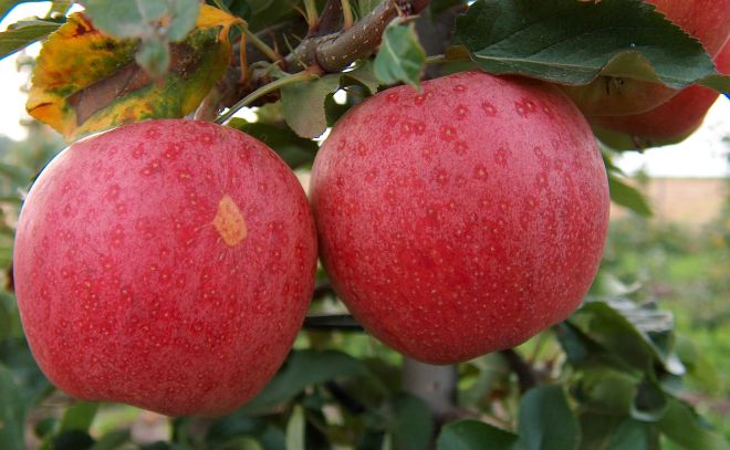 Malus x domestica 'Gala' - One of the top 15 apple varieties produced in the U.S. (photo credit: wikimedia commons)
