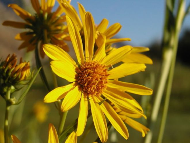 Nuttall's Sunflower (Helianthus nuttallii), one of Common Sunflower's wild relatives (photo credit: www.eol.org)