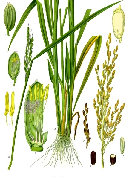 Rice, Oryza sativa (illustration credit: wikimedia commons)