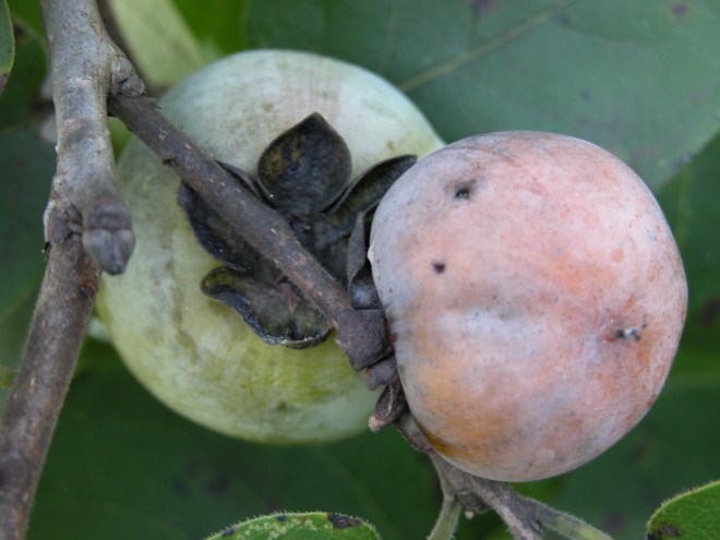 Fruits of common persimmon, Diospyros virginiana )photo credit: Wikimedia commons)