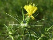 Safflower, Carthamus tinctorius (photo credit: www.eol.org)