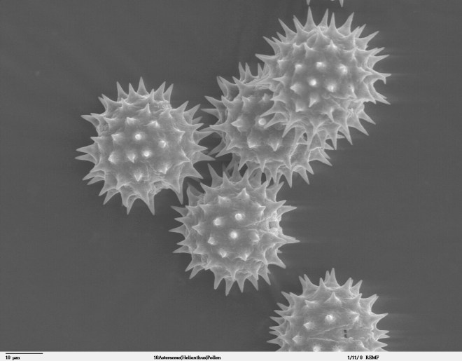 Scanning electron microscope (SEM) image of pollen grains from common sunflower - Helianthus annuus (photo credit: Wikimedia commons)
