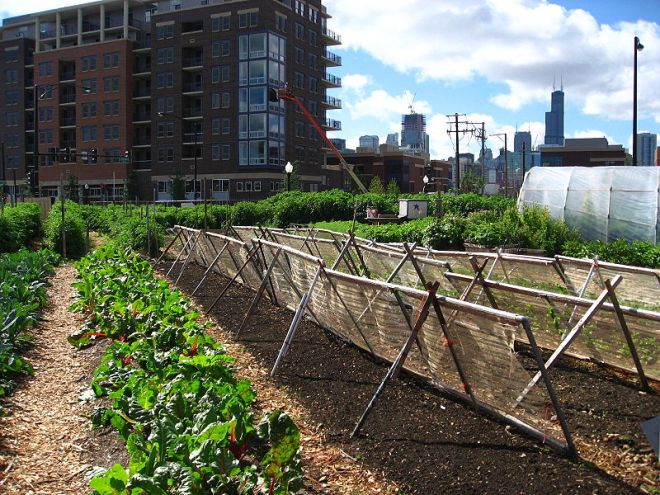 Urban Farm in Chicago, Illinois (photo credit: wikimedia commons)
