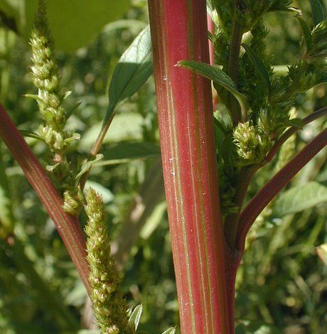 Waterhemp, Amaranthus tuberculatus (photo credit: www.eol.org)