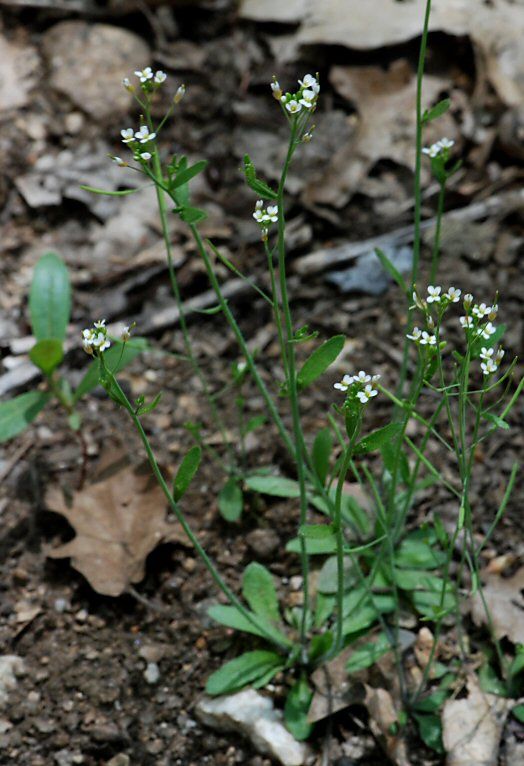 Arabidopsis thaliana (photo credit: www.eol.org)