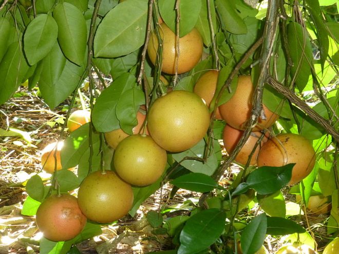 Grapefruit (Citrus x paradisi) - A hybrid between sweet orange (Citrus sinensis) and shaddock (Citrus maxima) that "occurred far beyond the region of domestication and rather recently [the 18th centruy]." (photo credit: wikimedia commons)