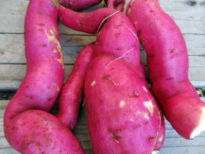 A small harvest of sweet potatoes (Ipomoea batatas ' Hong Hong') from this year's backyard mini-farm. Ipomoea batatas ' Hong Hong.'