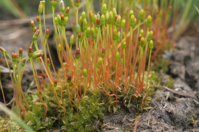 Dung Moss (photo credit: wikimedia commons)