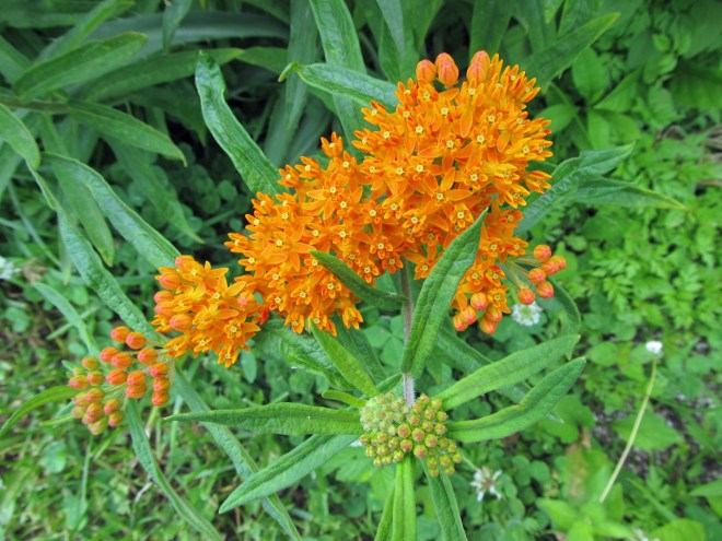 The flowers of butterfly weed (Asclepias tuberosa). Milkweed species (Asclepias spp.) are essential to monarch butterflies as they are the sole host plant of their larvae.