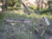 The seed heads of blue grama (Bouteloua gracilis), one of many attractive alternatives to traditional turfgrass. (photo credit: www.eol.org)