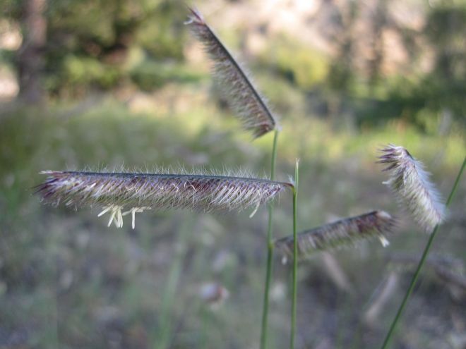 The seed heads of blue grama (Bouteloua gracilis), one of many attractive alternatives to traditional turfgrass. (photo credit: www.eol.org)
