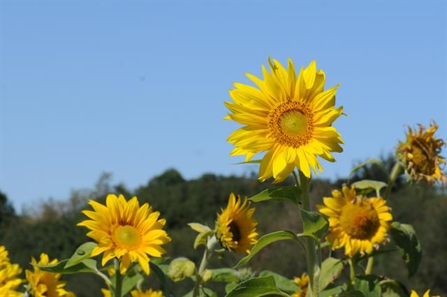 Common sunflower (Helianthus annuus) is one of several plants that can be used to remediate polluted soils. (photo credit: www.eol.org)