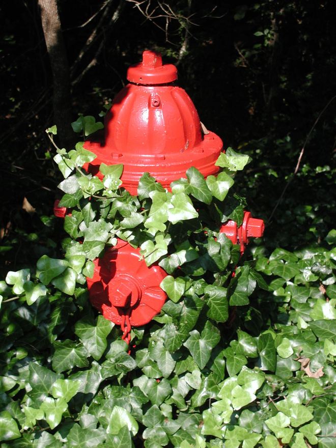 Fire hydrant decorated with ivy (photo credit: wikimedia commons)