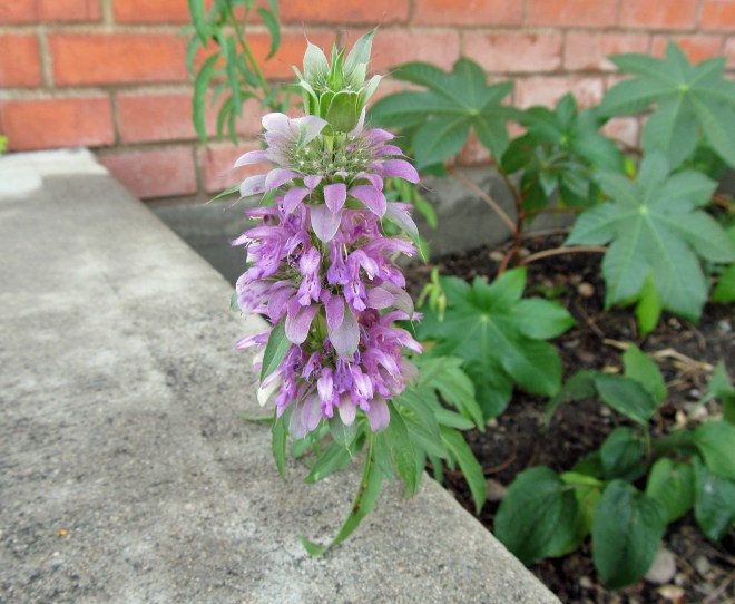 Lemon beebalm (Monarda citriodora), an annual plant that attracts an array of pollinators.