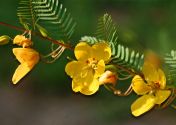 Partidge pea (Chamaecrista fasciculate), an annual plant in the pea family (Fabaceae). One of many nitrogen fixing plants that can help improve soil health. (photo credit: www.eol.org)