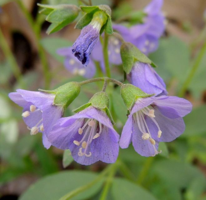 Creeping Jacob's ladder (Polemonium reptens) is native to eastern North America and attracts native bees with its mid-spring flowers. (photo credit: www.eol.org)