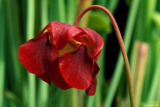 Flower of Sarracenia rubra (sweet pitcherplant) - photo credit: www.eol.org
