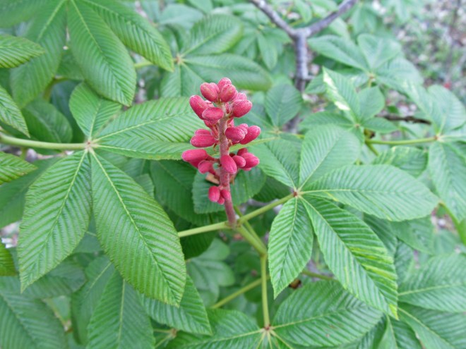 aesculus pava var pava 3
