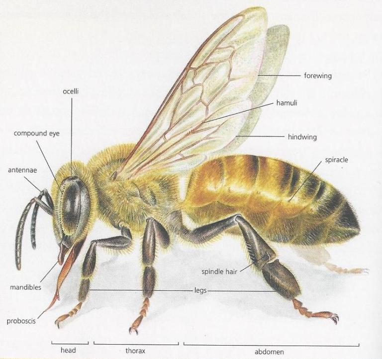 Year of Pollination: The Anatomy of a Bee – awkward botany