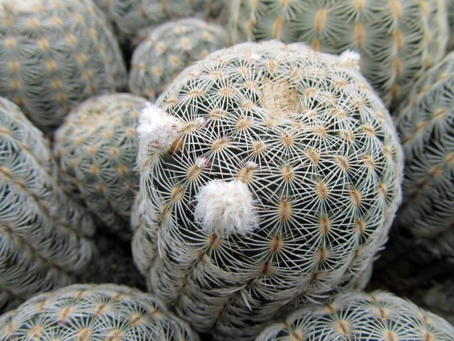echinocereus reichenbachii 3