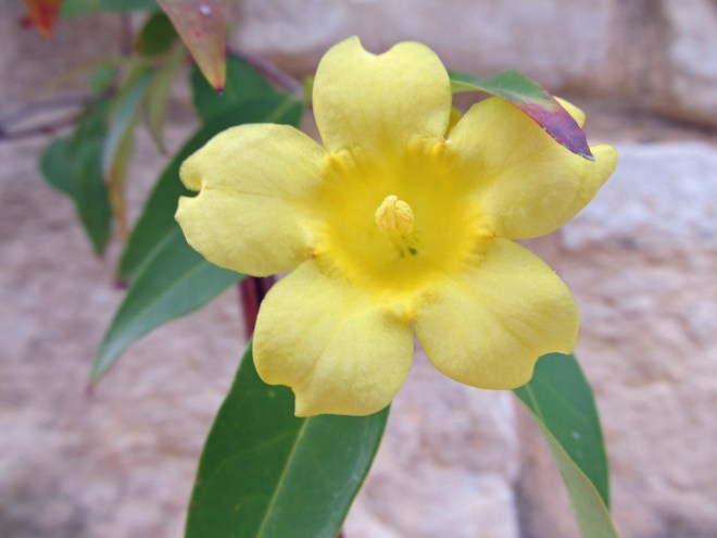 gelsemium sempervirens 1