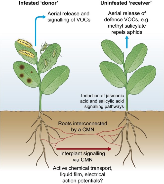 interplant signaling