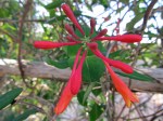 lonicera sempervirens 1