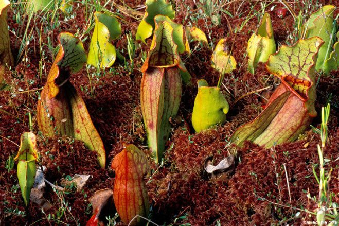 Hoodless pitchers of Sarracenia purpurea (photo credit: www.eol.org)
