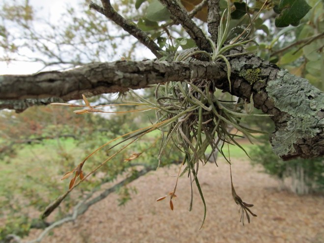 tillandsia recurvata 5