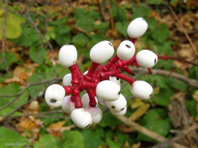 The berries of white baneberry or doll's eyes Actaea pachypoda (photo credit: www.eol.org)