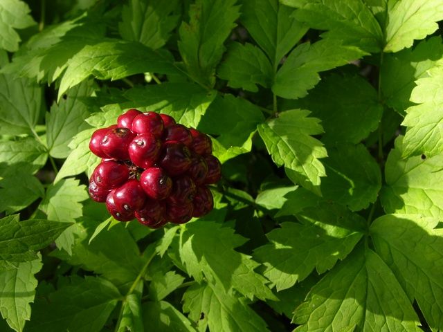 Poisonous Plants: Baneberry – awkward botany
