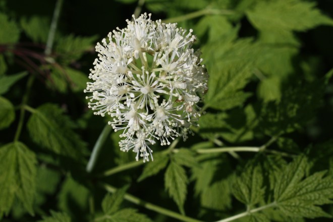 The flowers of red baneberry, Actaea rubra (photo credit: wikimedia commons)