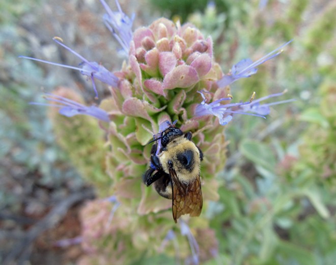 A bumble bee hugs Mojave sage (Salvia pachyphylla)