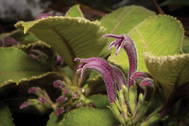The hairy flowers and leaves of Cyanea konahuanuiensis. Purple flowers appear June-August. (photo credit: www.eol.org)