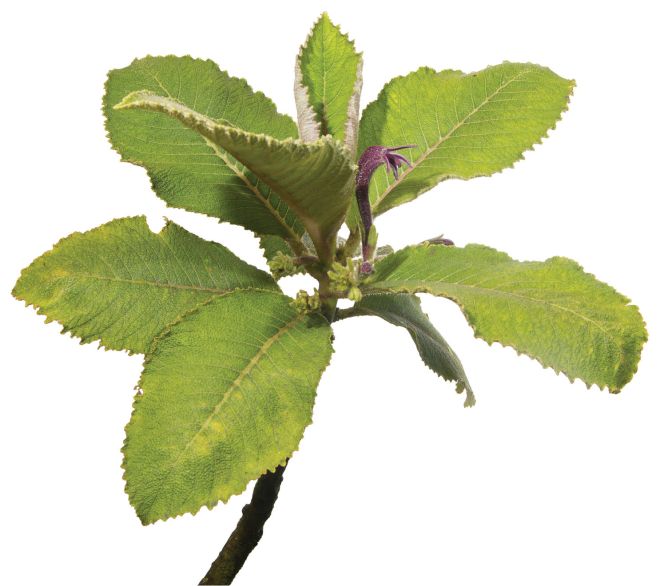 Single stem of Cyanea konahuanuiensis (photo credit: www.eol.org)