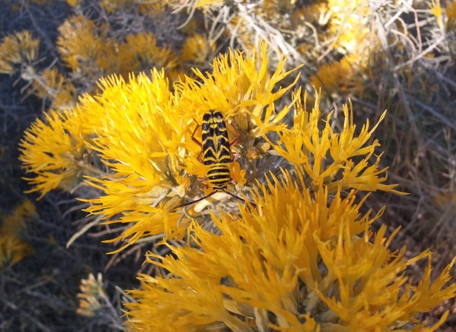 Locust borer meets rubber rabbitbrush (Ericameria nauseosa)