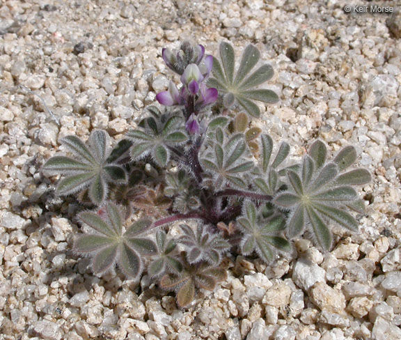 Lupinus concinnus (...) - photo credit: www.eol.org
