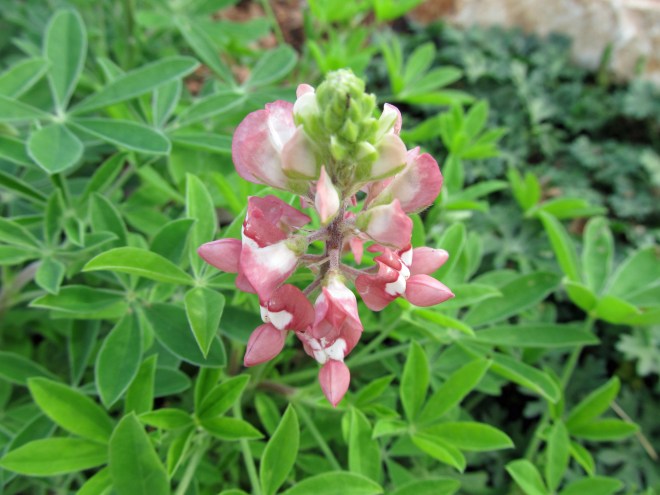 A legend surrounds the rare pink bluebonnet.